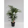 Sale Plantiflor Kentia Palme 110 cm Topf 21 cm