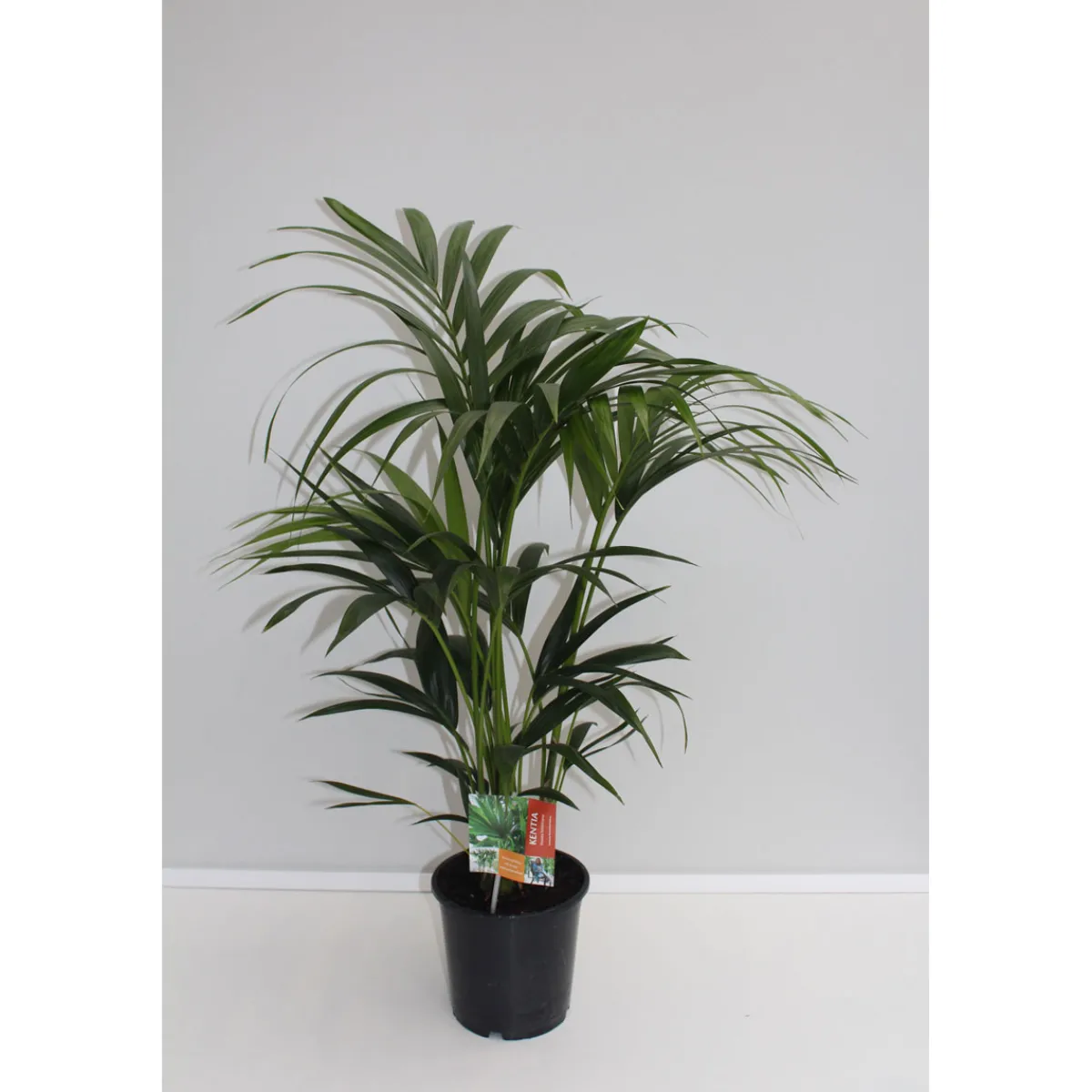 Sale Plantiflor Kentia Palme 110 cm Topf 21 cm