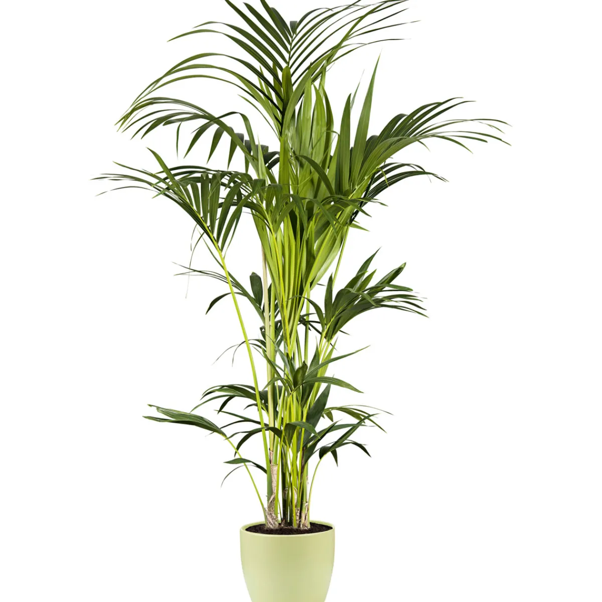 Sale Plantiflor Kentia Palme 110 cm Topf 21 cm