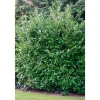 Clearance Plantiflor Kirschlorbeer Novita 80-100 cm