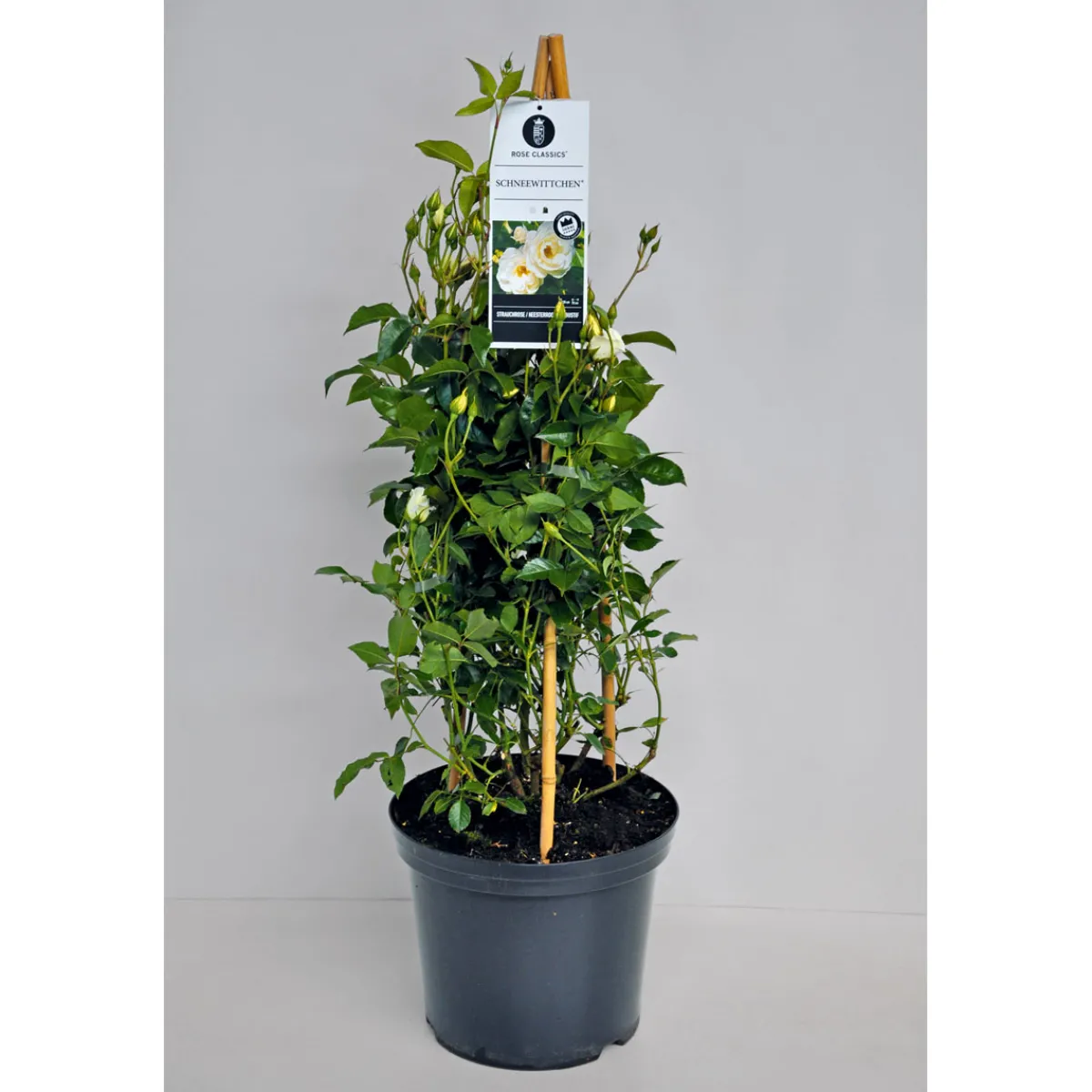 Online Plantiflor Kletterrose weiß Topf 23 cm