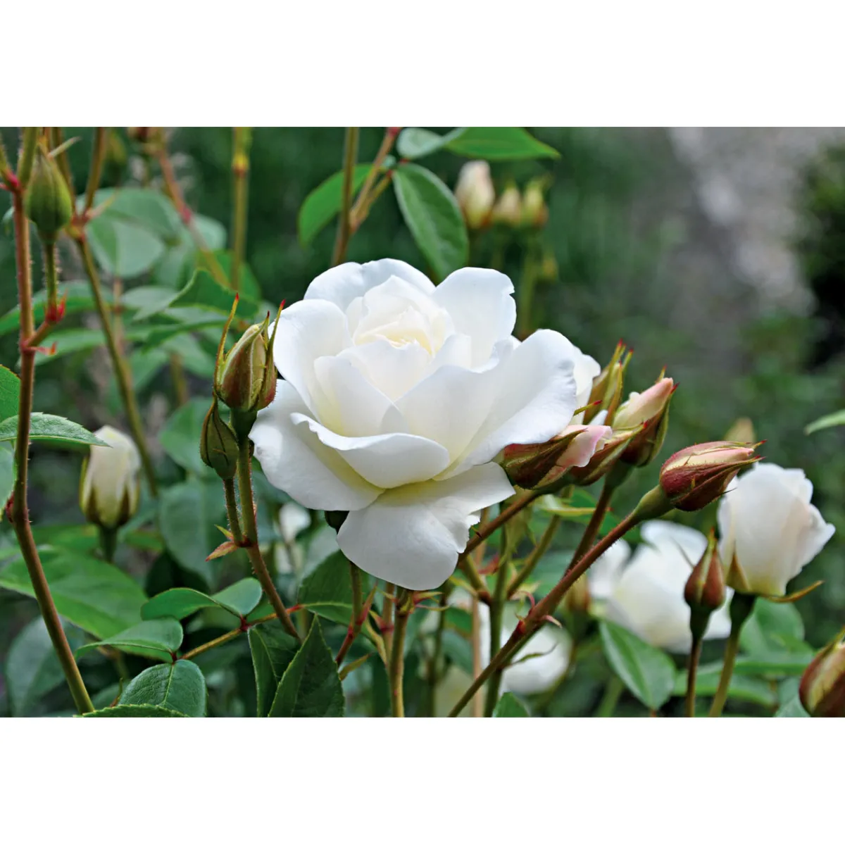 Online Plantiflor Kletterrose weiß Topf 23 cm