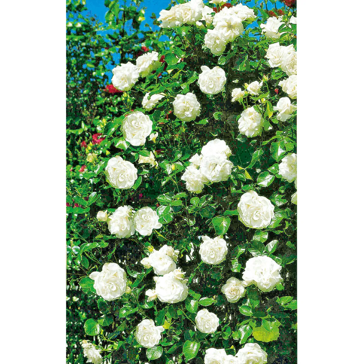 Online Plantiflor Kletterrose weiß Topf 23 cm