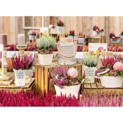 Plantiflor Knospenheide Beauty Ladies Topf Durchmesser 9,5 cm