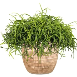 Discount Plantiflor Korallenkaktus 15-20 cm T12
