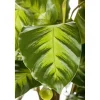 Discount Plantiflor Korbmarante Topf 12 cm