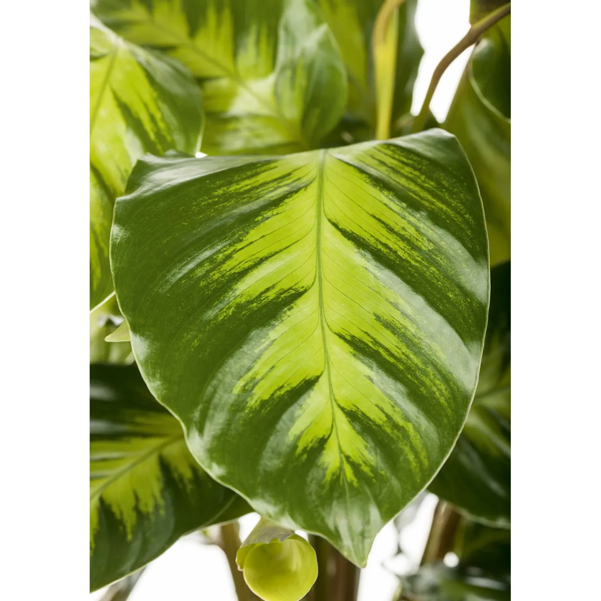 Discount Plantiflor Korbmarante Topf 12 cm