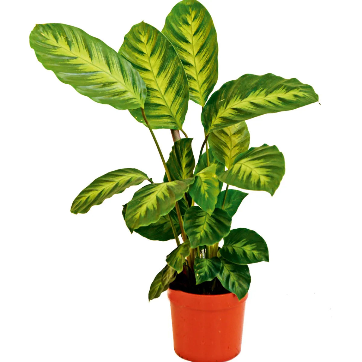 Discount Plantiflor Korbmarante Topf 12 cm