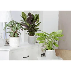 Discount Plantiflor Korbmarante Topf 12 cm