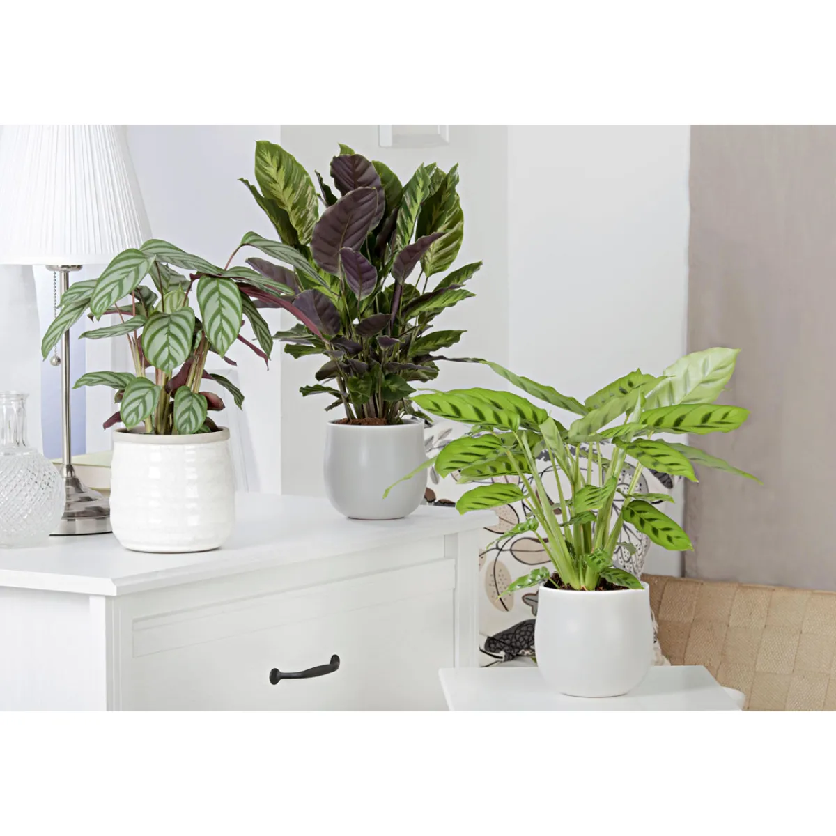 Discount Plantiflor Korbmarante Topf 12 cm