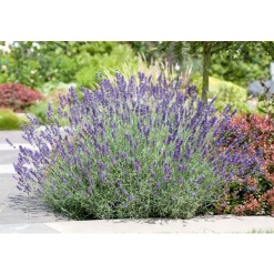 Online Plantiflor Lavendel blaue Blüten Topf Durchmesser 17 cm
