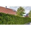 Outlet Plantiflor Lebensbaum Smaragd Topf- Durchmesser ca 23 cm