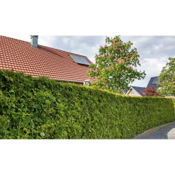 Outlet Plantiflor Lebensbaum Smaragd Topf- Durchmesser ca 23 cm