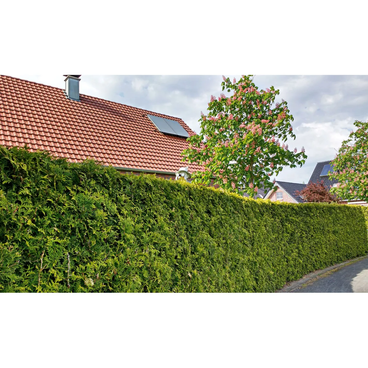 Outlet Plantiflor Lebensbaum Smaragd Topf- Durchmesser ca 23 cm