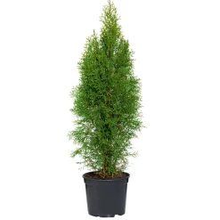 Outlet Plantiflor Lebensbaum Smaragd Topf- Durchmesser ca 23 cm