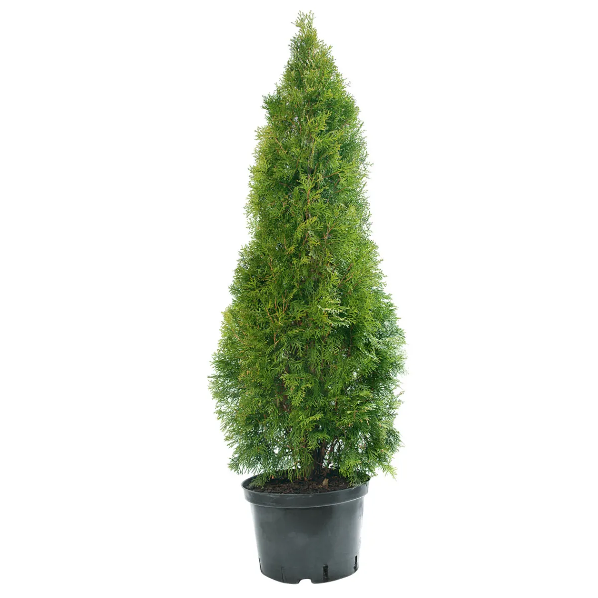 Outlet Plantiflor Lebensbaum Smaragd Topf- Durchmesser ca 23 cm