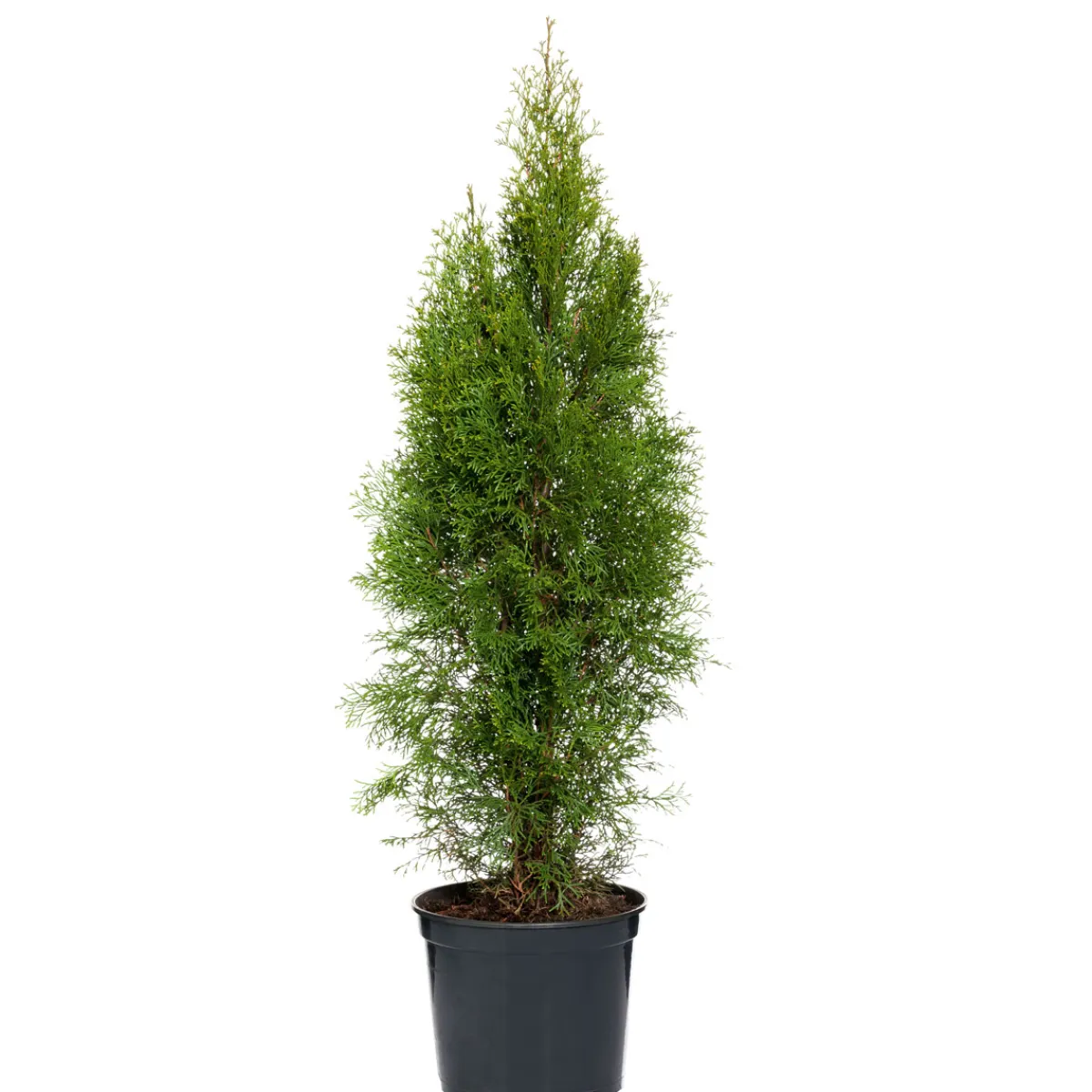 Outlet Plantiflor Lebensbaum Smaragd Topf- Durchmesser ca 23 cm