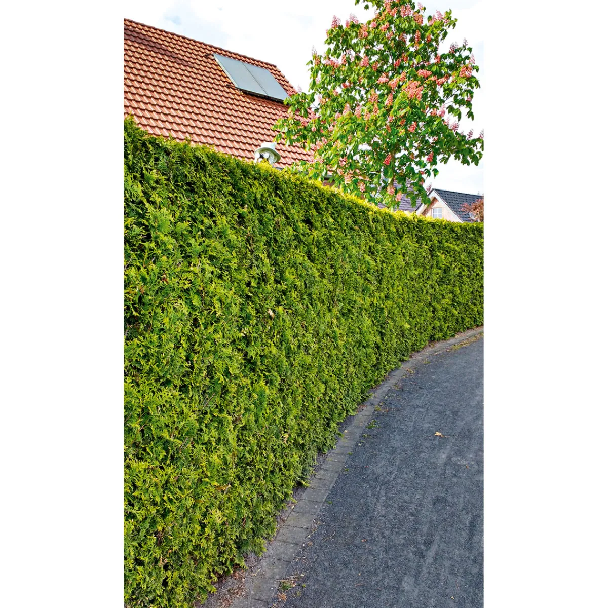 Outlet Plantiflor Lebensbaum Smaragd Topf- Durchmesser ca 23 cm