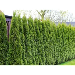 Outlet Plantiflor Lebensbaum Smaragd Topf- Durchmesser ca 23 cm