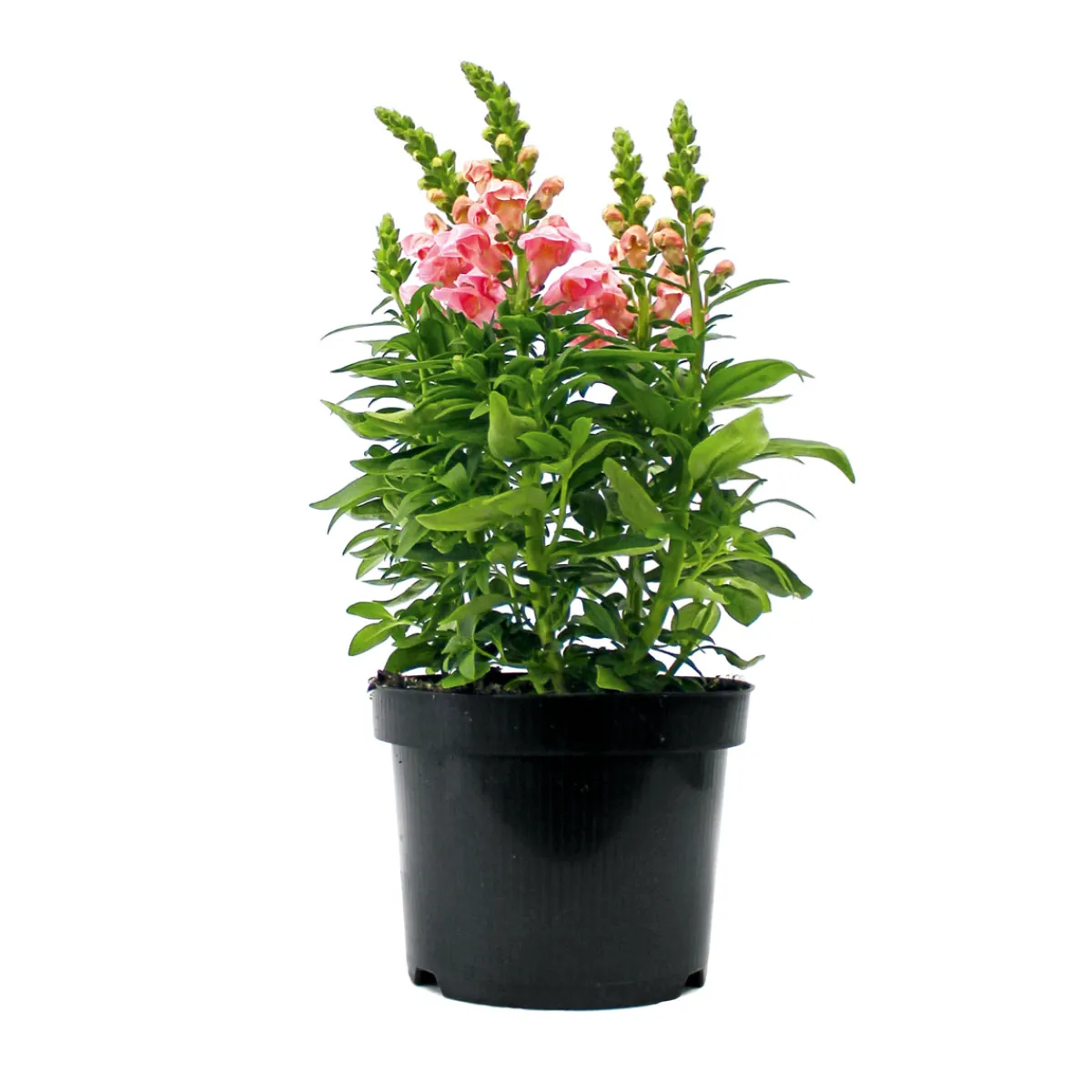 Online Plantiflor Löwenmäulchen Topf Durchmesser 13 cm