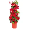 Clearance Plantiflor Mandevilla Pyramide Topf Durchmesser 17 cm