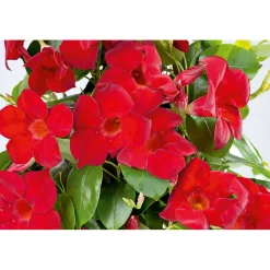 Clearance Plantiflor Mandevilla Pyramide Topf Durchmesser 17 cm