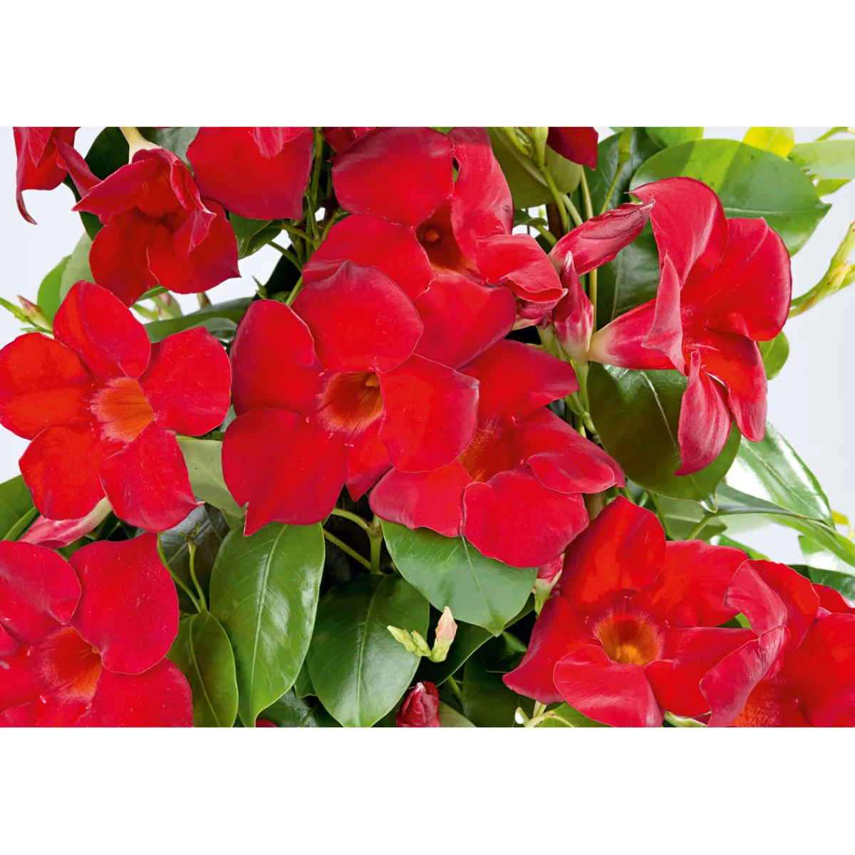 Clearance Plantiflor Mandevilla Pyramide Topf Durchmesser 17 cm