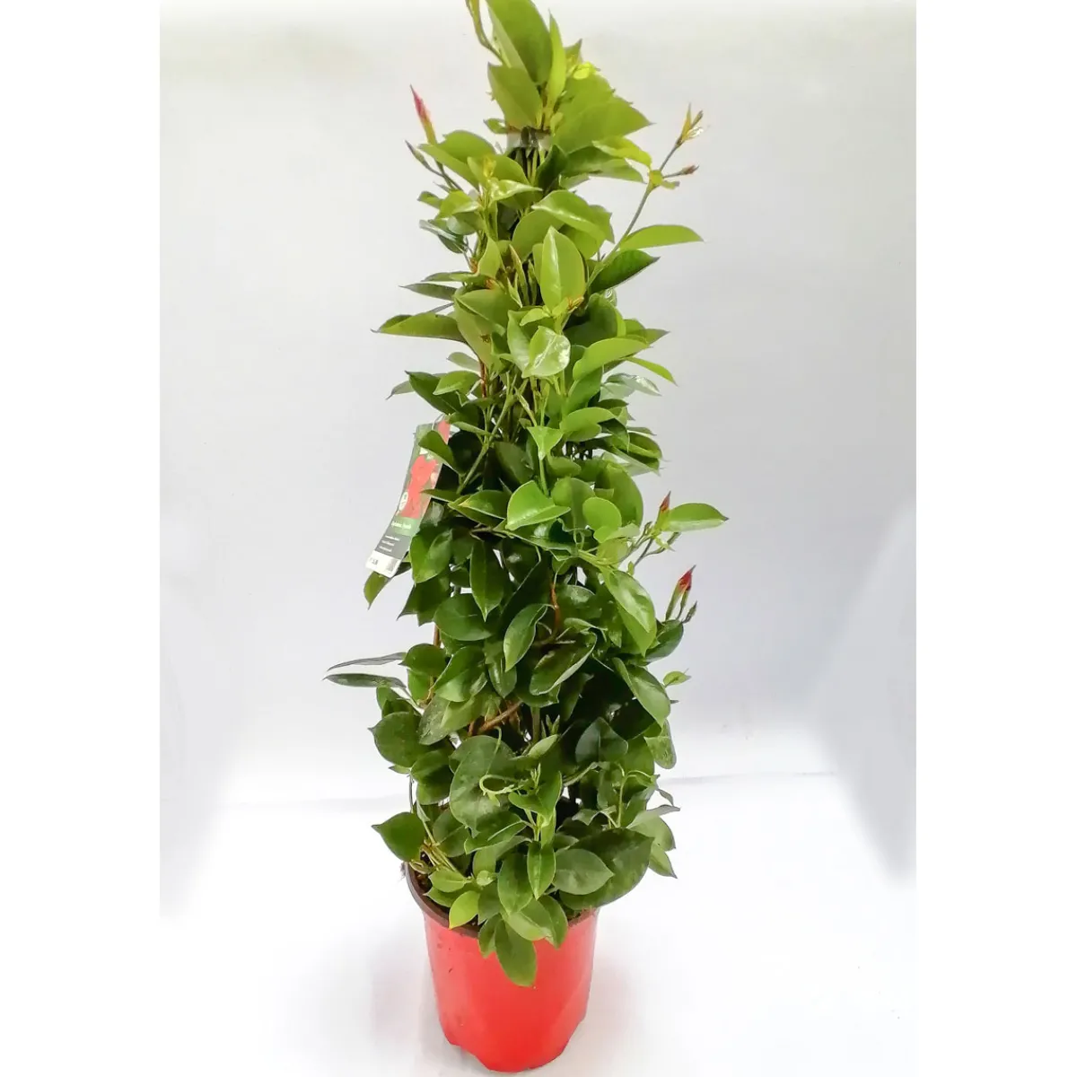 Clearance Plantiflor Mandevilla Pyramide Topf Durchmesser 17 cm