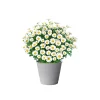 Best Plantiflor Margeritenbusch weiß im Topf Durchmesser 18 cm