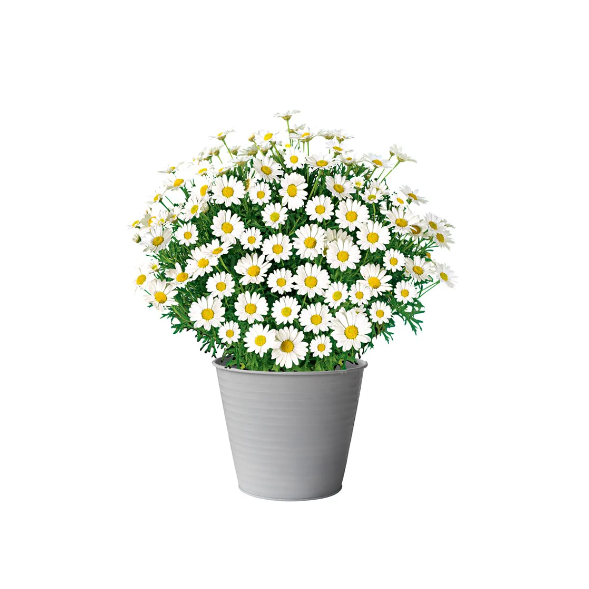 Best Plantiflor Margeritenbusch weiß im Topf Durchmesser 18 cm