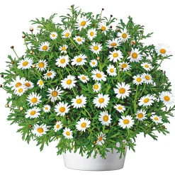 Best Plantiflor Margeritenbusch weiß im Topf Durchmesser 18 cm
