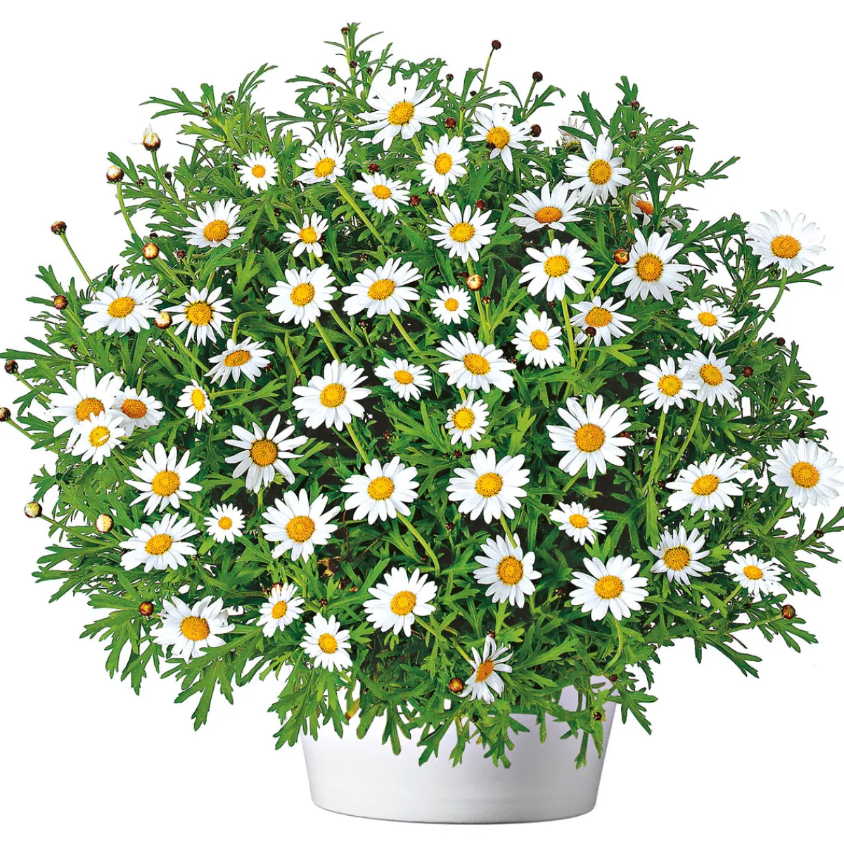 Best Plantiflor Margeritenbusch weiß im Topf Durchmesser 18 cm