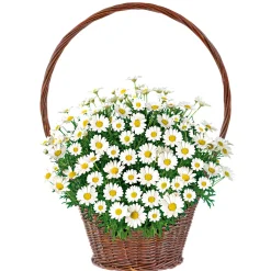 Best Plantiflor Margeritenbusch weiß im Topf Durchmesser 18 cm