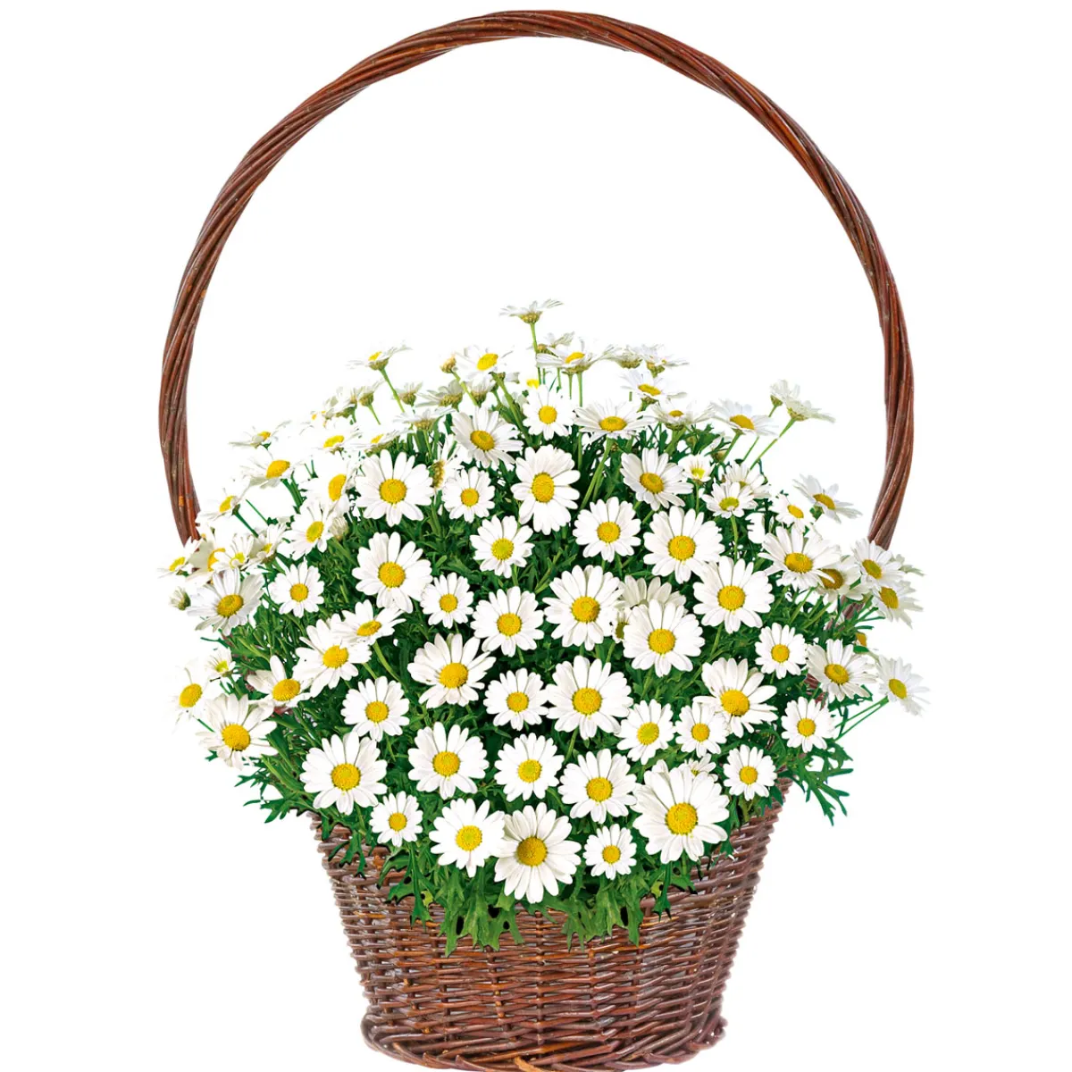 Best Plantiflor Margeritenbusch weiß im Topf Durchmesser 18 cm