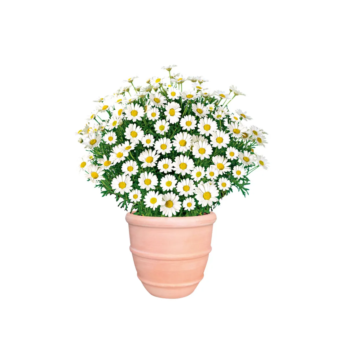 Best Plantiflor Margeritenbusch weiß im Topf Durchmesser 18 cm