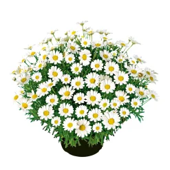 Best Plantiflor Margeritenbusch weiß im Topf Durchmesser 18 cm