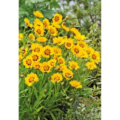 New Plantiflor Mädchenauge Topf Durchmesser 13 cm
