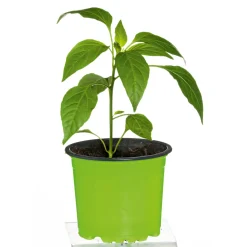 Hot Plantiflor Meisterklasse Peperonie Vulkan Topf Durchmesser 11 cm