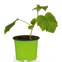 Clearance Plantiflor Meisterklasse Snackgurke Sultan Topf Durchmesser 11 cm