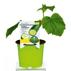 Clearance Plantiflor Meisterklasse Snackgurke Sultan Topf Durchmesser 11 cm