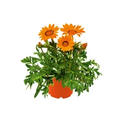 Discount Plantiflor Mittagsgold Topf Durchmesser 13 cm