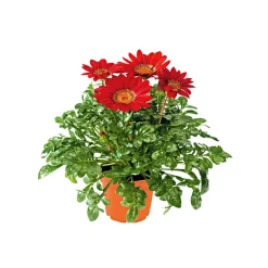 Discount Plantiflor Mittagsgold Topf Durchmesser 13 cm
