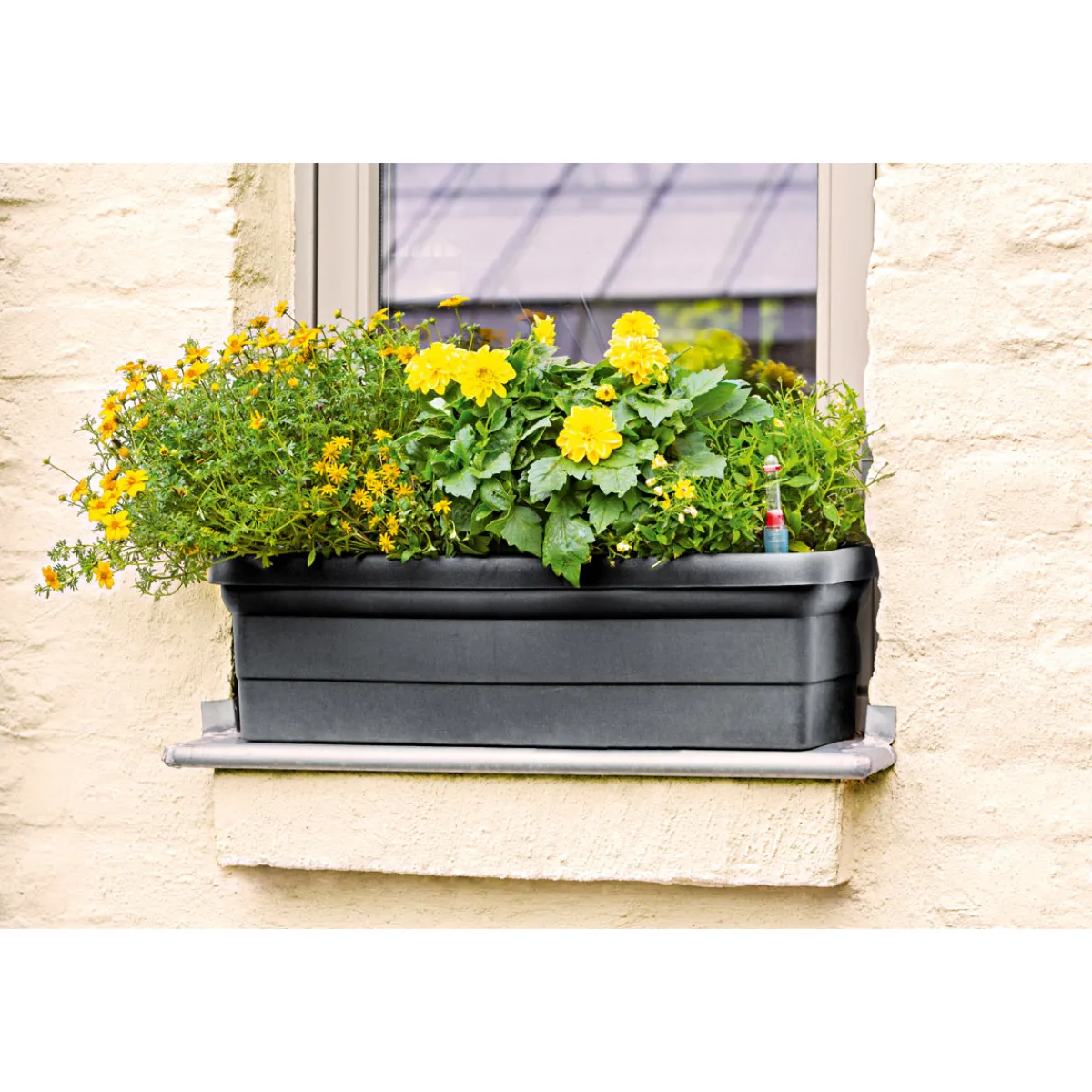 Discount Plantiflor Mittagsgold Topf Durchmesser 13 cm