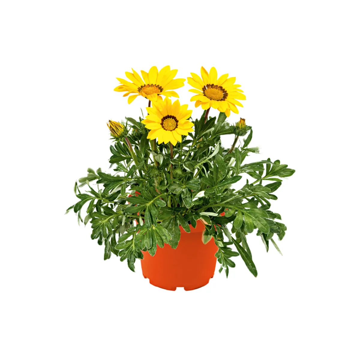 Discount Plantiflor Mittagsgold Topf Durchmesser 13 cm