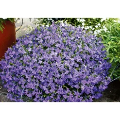 New Plantiflor Männertreu Richardii Topf 13 cm