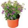 Best Plantiflor Männertreu Topf Durchmesser 10,5 cm