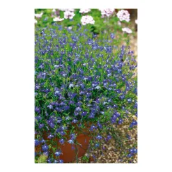 Best Plantiflor Männertreu Topf Durchmesser 10,5 cm