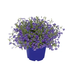 Best Plantiflor Männertreu Topf Durchmesser 10,5 cm