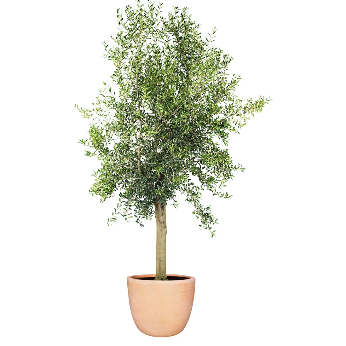 Online Plantiflor Oliven-Stamm im Topf Durchmesser 15 cm