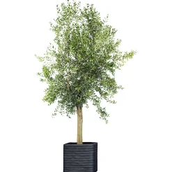 Online Plantiflor Oliven-Stamm im Topf Durchmesser 15 cm